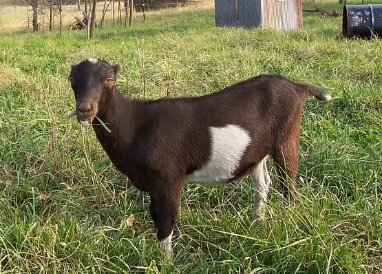 Pics of a Hermaphrodite - Goats