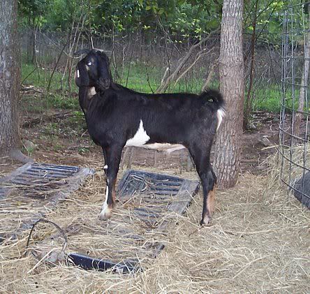 Buck Pictures - Goats