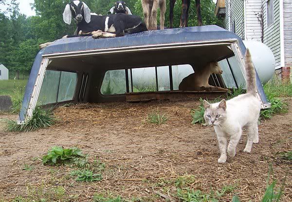 Construction ideas using pickup topper - Homesteading Questions