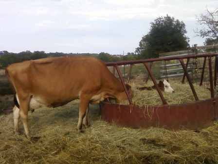 Misc shots from AM milking - Cattle