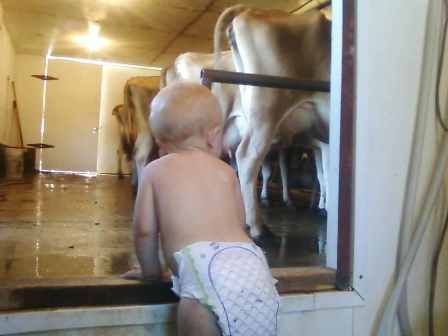 Misc shots from AM milking - Cattle