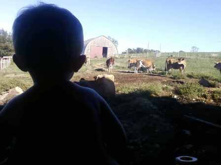 Misc shots from AM milking - Cattle