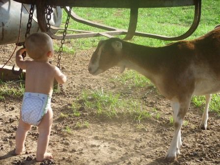 OT: You guessed it..... - Goats