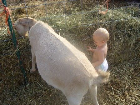 OT: You guessed it..... - Goats