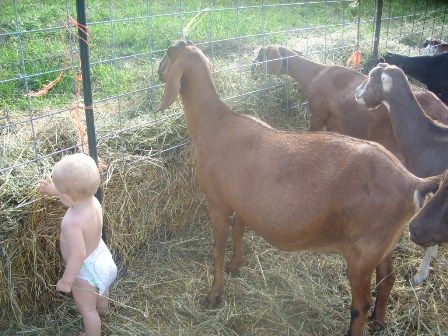 OT: You guessed it..... - Goats