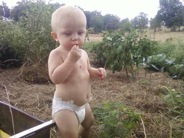 Homegrown Tomatoes!(Pics) - Goats