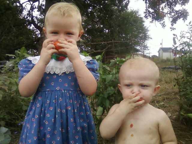 Homegrown Tomatoes!(Pics) - Goats