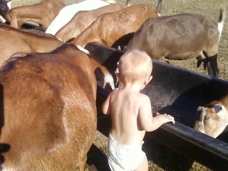 OT: You guessed it..... - Goats