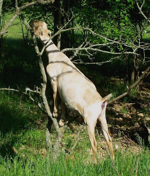 Breeding question - Goats