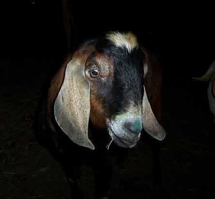 Buck Pictures - Goats