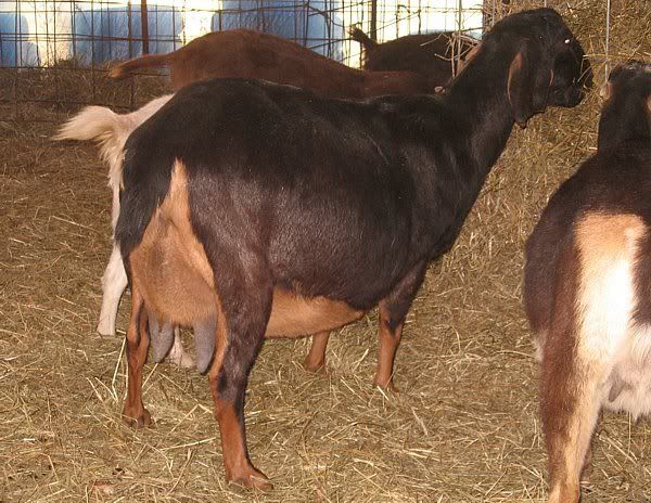 My fat ladies - Goats