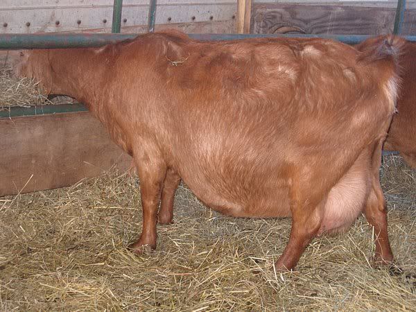 My fat ladies - Goats