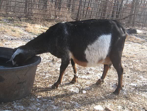 My fat ladies - Goats