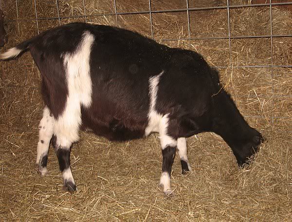 My fat ladies - Goats