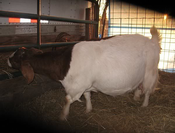 My fat ladies - Goats