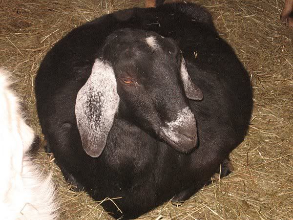 My fat ladies - Goats