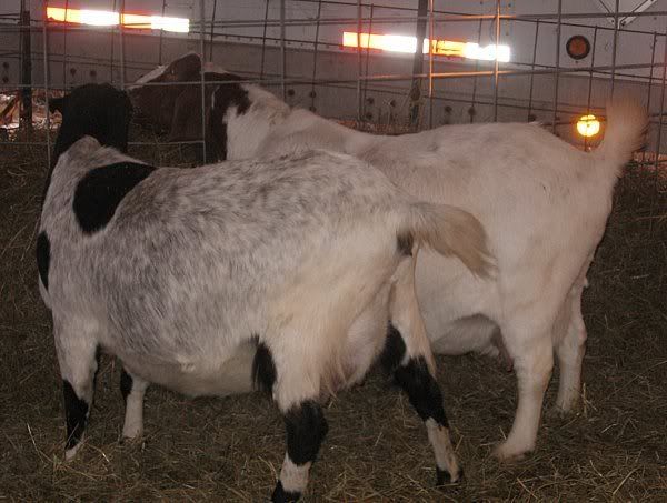 My fat ladies - Goats