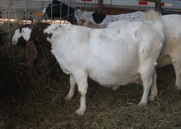 My fat ladies - Goats