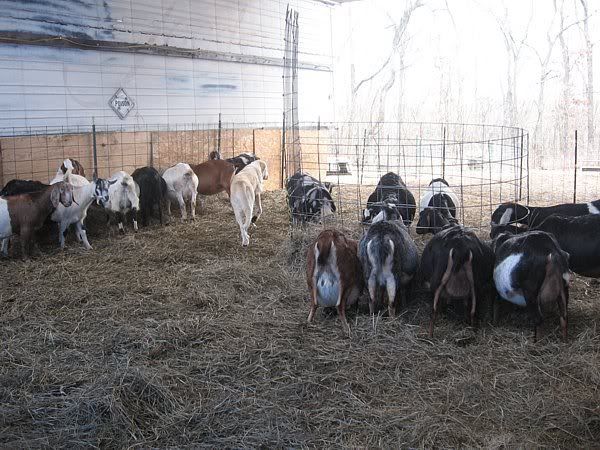 Hay feeder ideas? - Goats