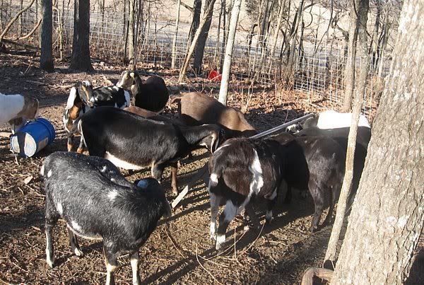 2007 Doelings......preparing for 2008 kids. - Goats