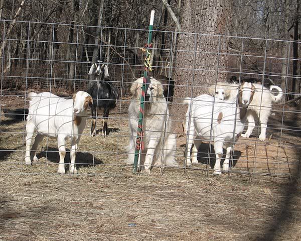 2007 Doelings......preparing for 2008 kids. - Goats