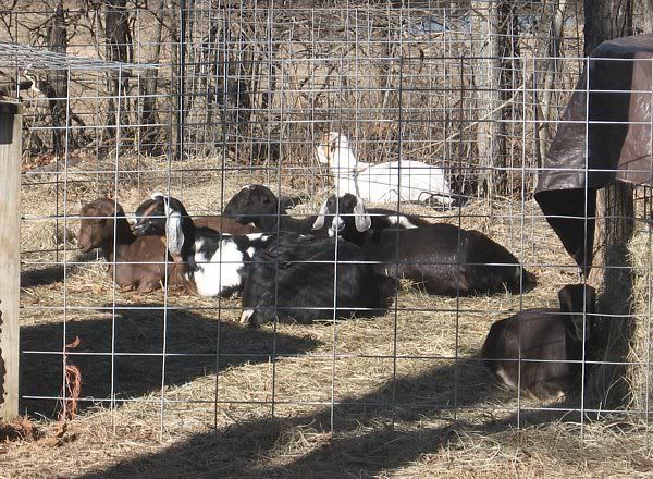2007 Doelings......preparing for 2008 kids. - Goats