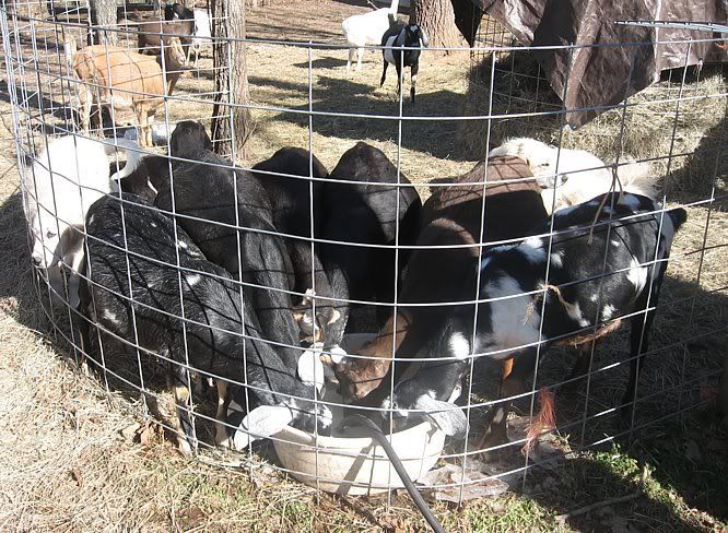 2007 Doelings......preparing for 2008 kids. - Goats