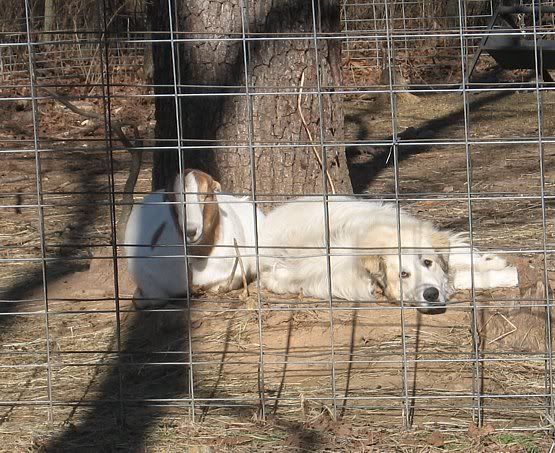 2007 Doelings......preparing for 2008 kids. - Goats