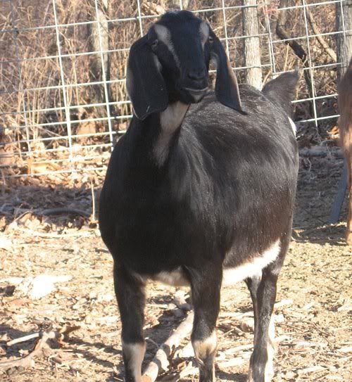 2007 Doelings......preparing for 2008 kids. - Goats