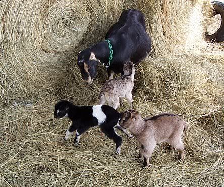 Bred Milking does for sale - Goats