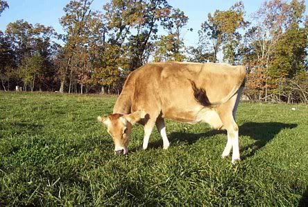 How long to dry up?Is this a good thing? - Cattle