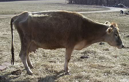 Joan had a....... - Cattle