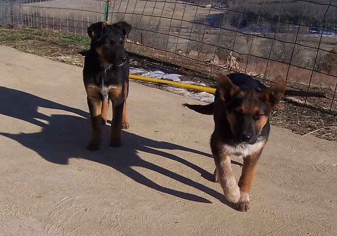 OT: Free adorable pups....need good home. - Goats