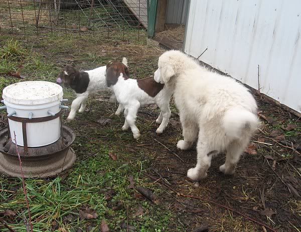 The twin Purebred Boer bottle kids(pics) - Goats