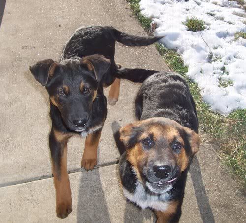 OT: Free adorable pups....need good home. - Goats