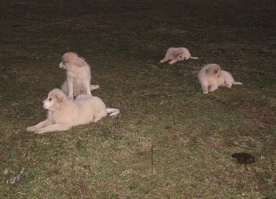 Blossom retires with style. - Cattle