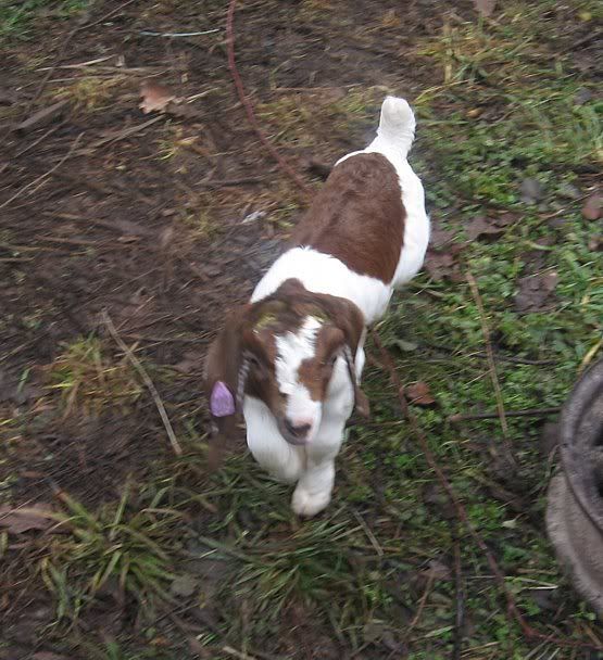 The twin Purebred Boer bottle kids(pics) - Goats