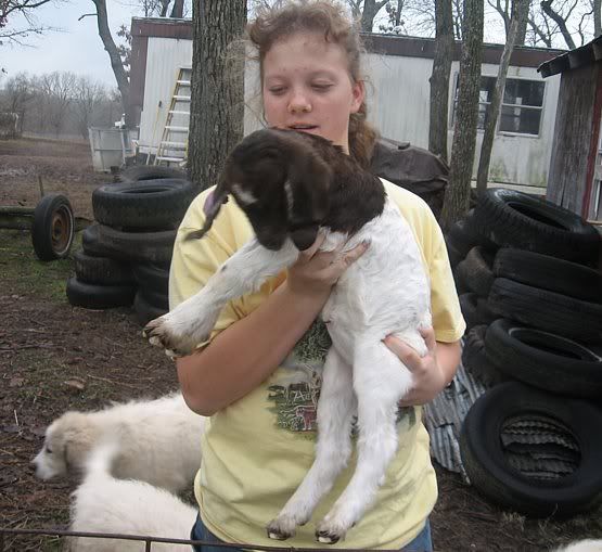 The twin Purebred Boer bottle kids(pics) - Goats