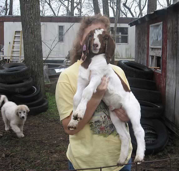 The twin Purebred Boer bottle kids(pics) - Goats