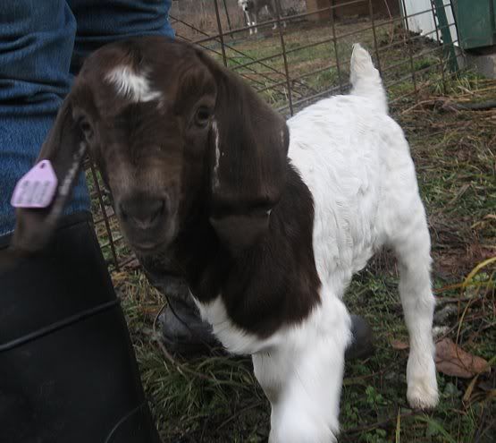 The twin Purebred Boer bottle kids(pics) - Goats