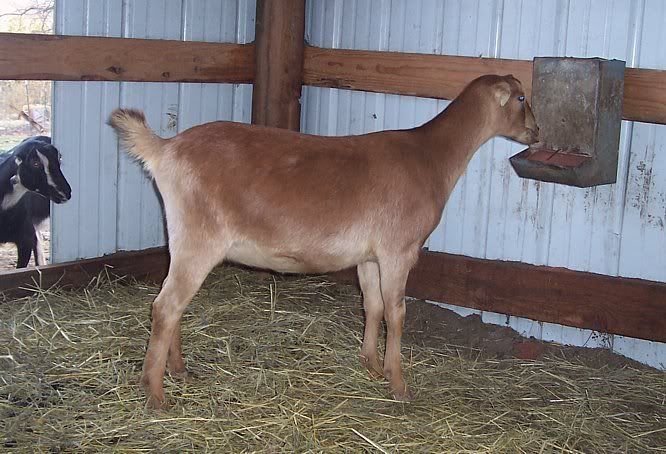 Are Nubian/Lamancha crosses good milkers - Goats