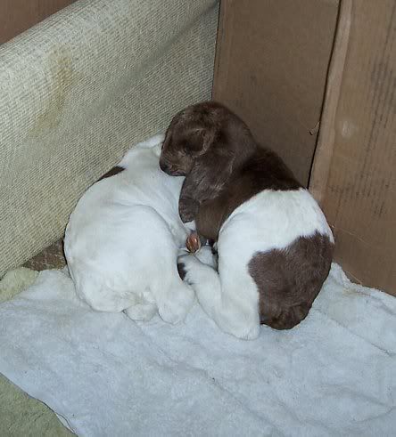 If a doe dies during kiding??? - Goats