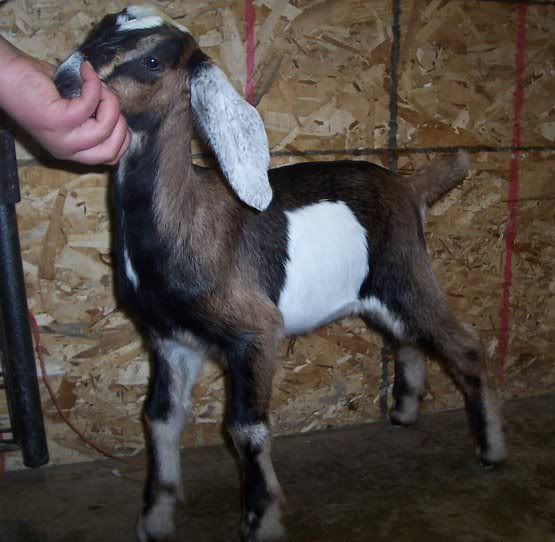 A word for all you new goat parents - Goats