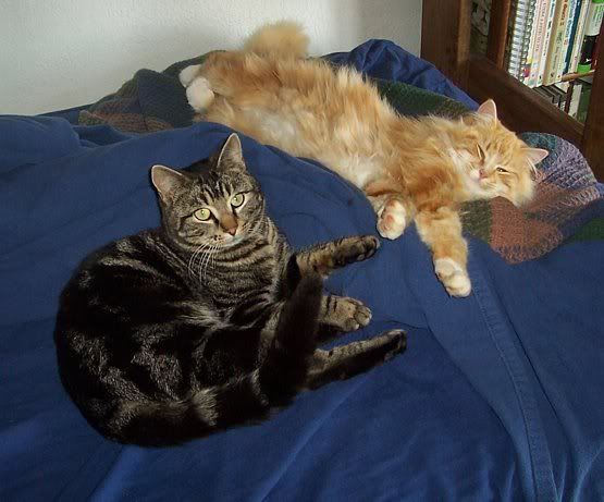 Ok, so I finally took my camera out...... - Goats