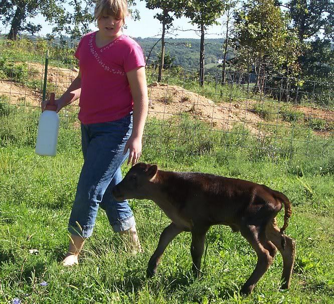 New calf with eye infection - Cattle