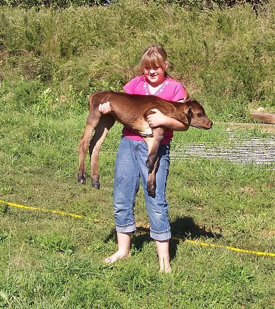 New calf with eye infection - Cattle