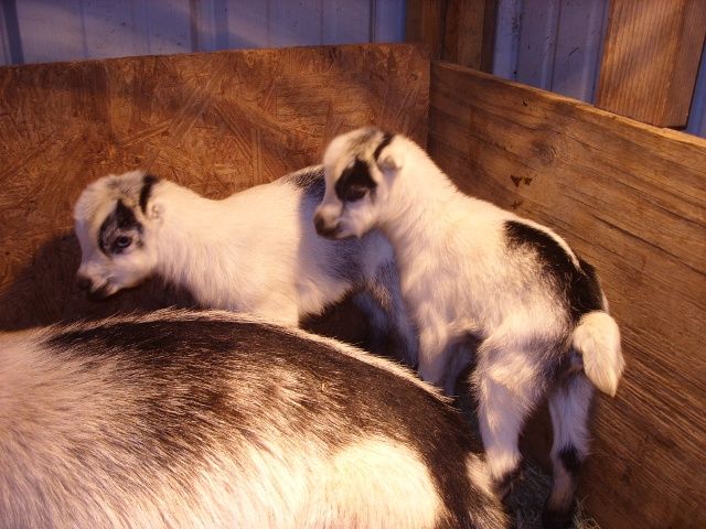 Thanks from Nehimama - Goats