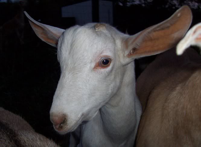 My Saanan Boys and the Doelings..... - Goats