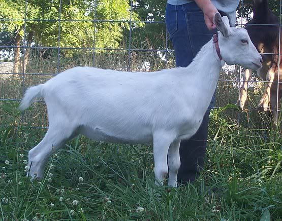 A few kids left..... - Goats