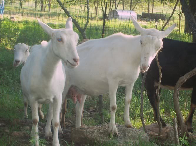 Saanen Show herd for sale-Milkers-Buck-MO - Goats